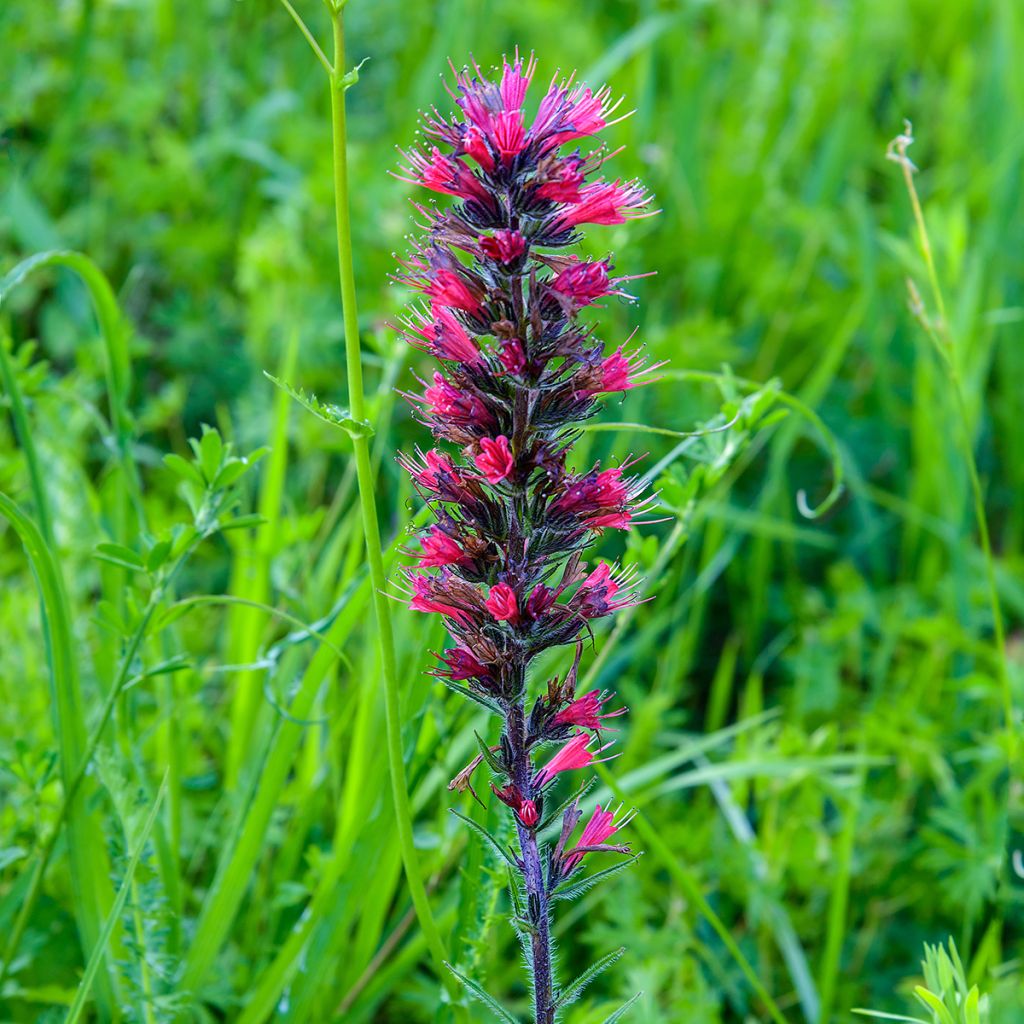 Echium russicum