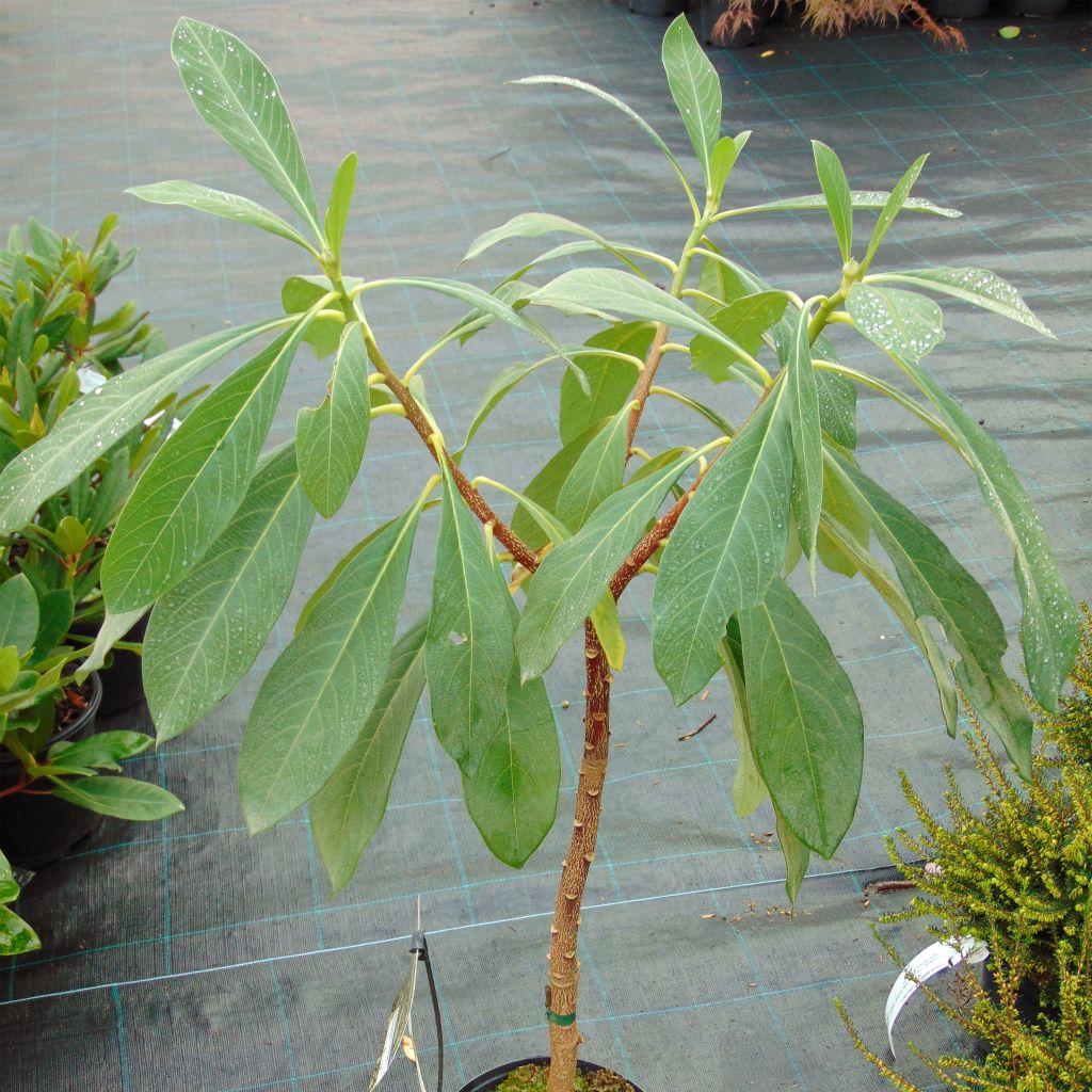 Edgeworthia chrysantha Grandiflora - Paperbush