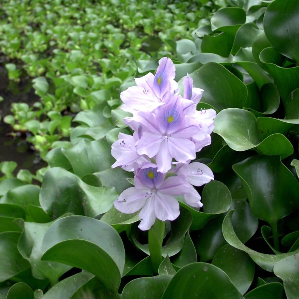 Eichhornia crassipes