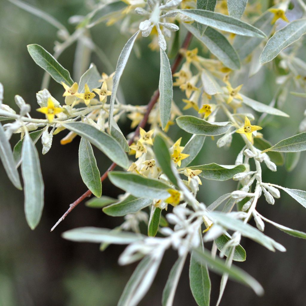 Elaeagnus angustifolia - Russian Olive