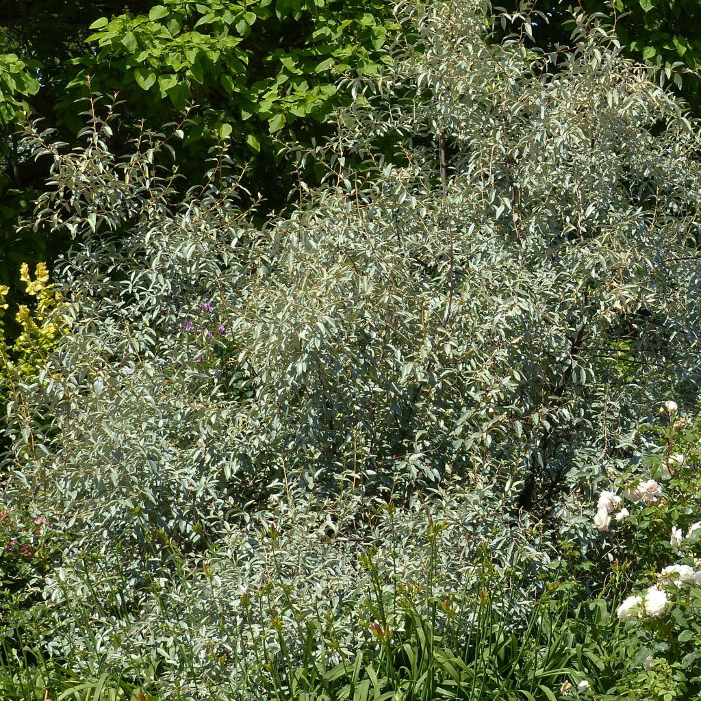 Elaeagnus angustifolia - Russian Olive