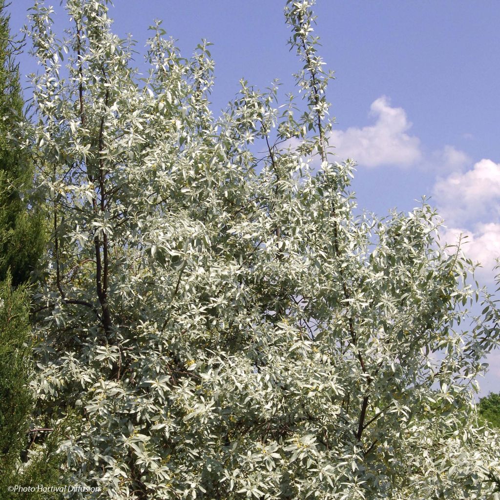 Elaeagnus commutata Zempin - Silverberry