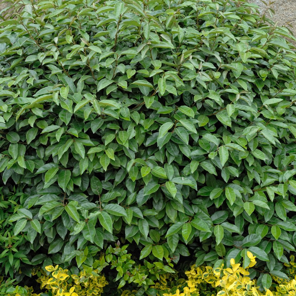 Elaeagnus ebbingei - Oleaster