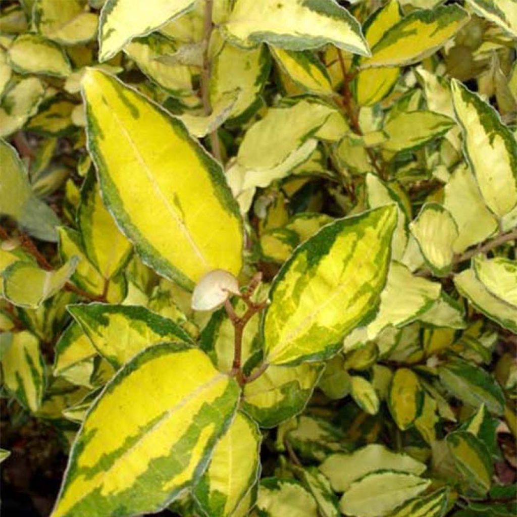 Elaeagnus ebbingei Eleador - Oleaster