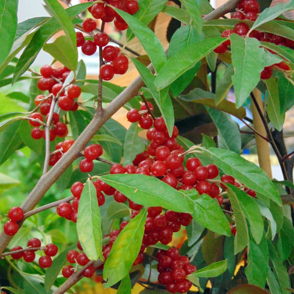 Elaeagnus umbellata Pointilla Amoroso