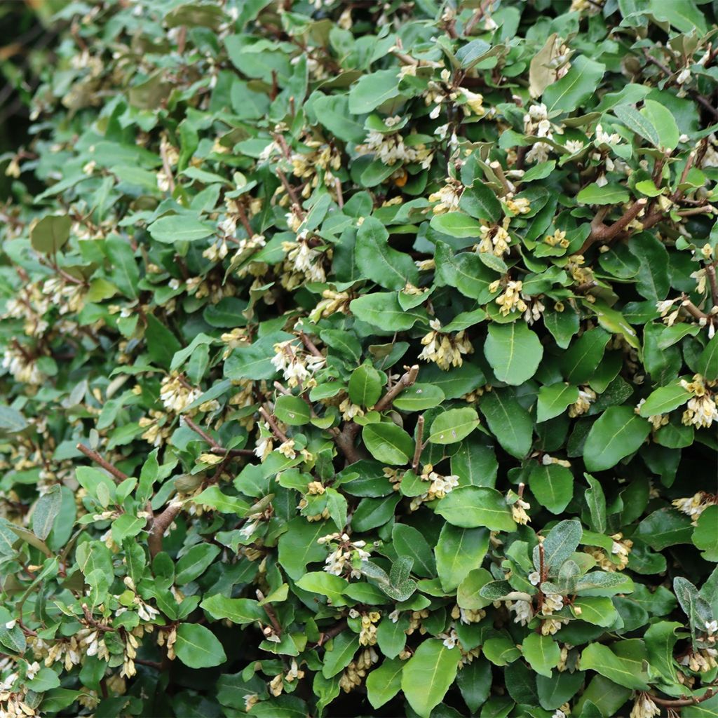 Elaeagnus umbellata Fortunella