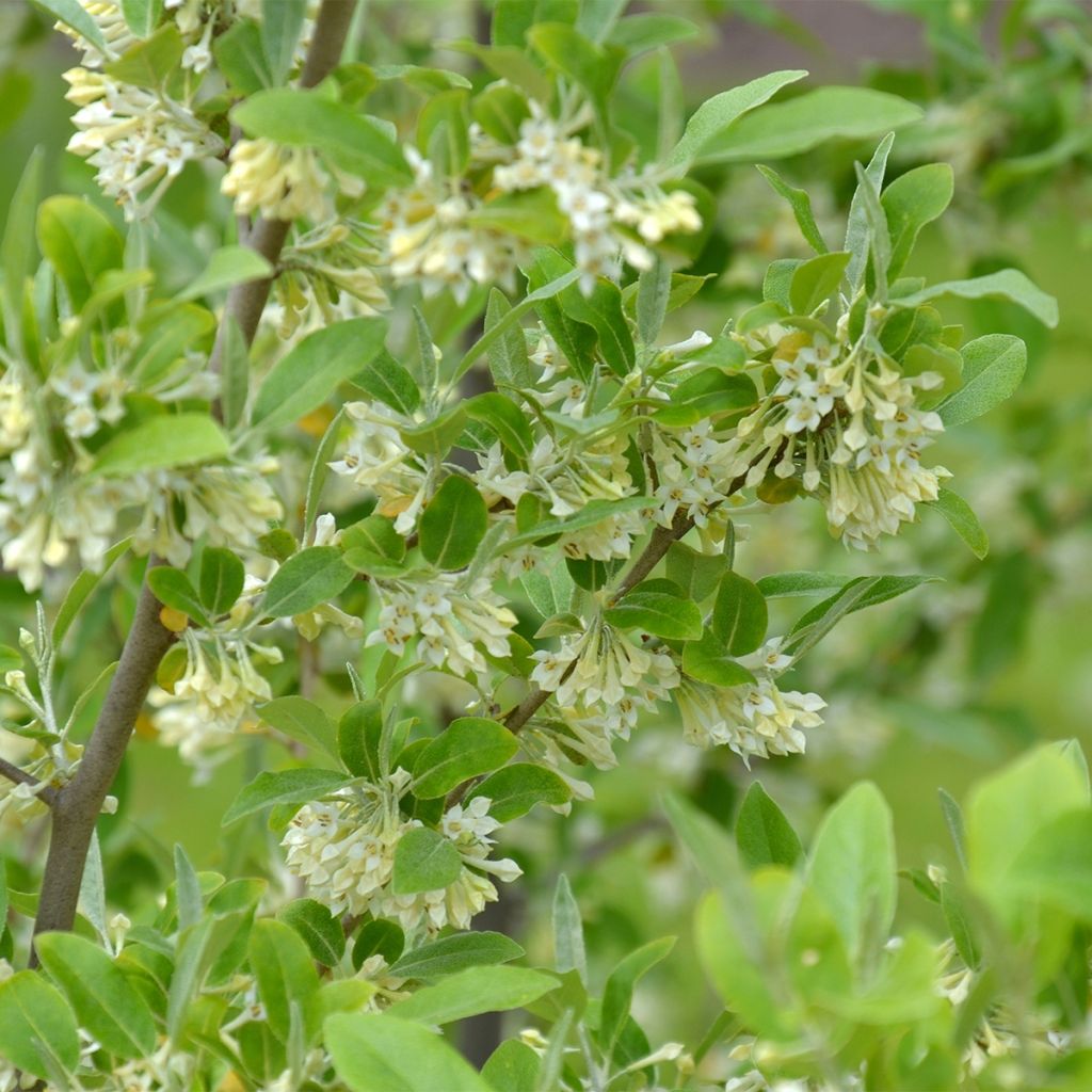 Elaeagnus umbellata Fortunella
