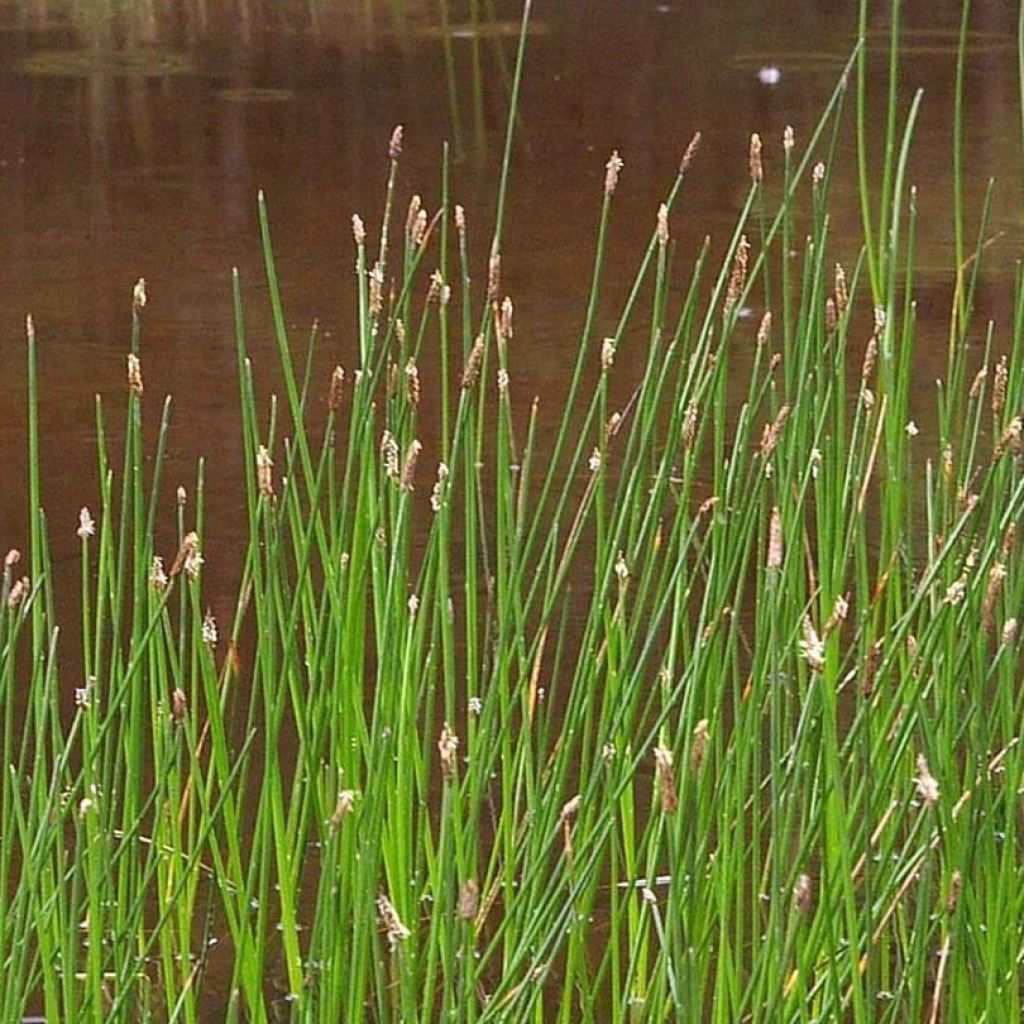 Eleocharis palustris