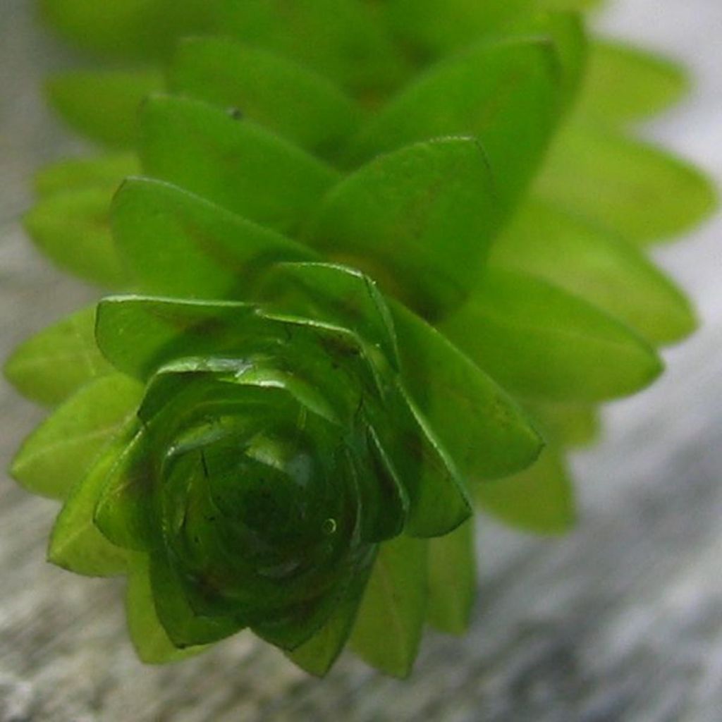 Elodea canadensis