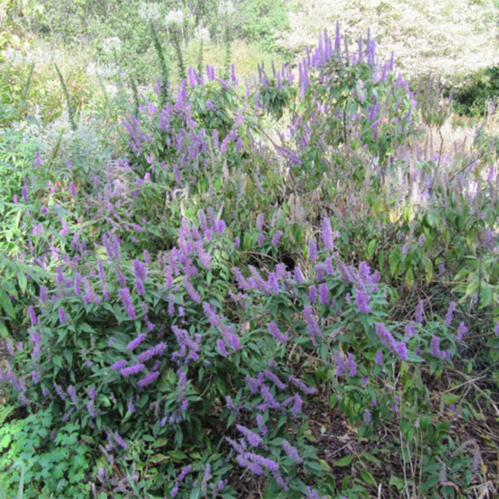 Elsholtzia stauntonii - Mint Bush