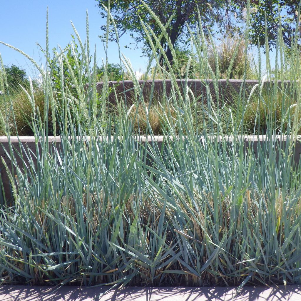 Elymus magellanicus