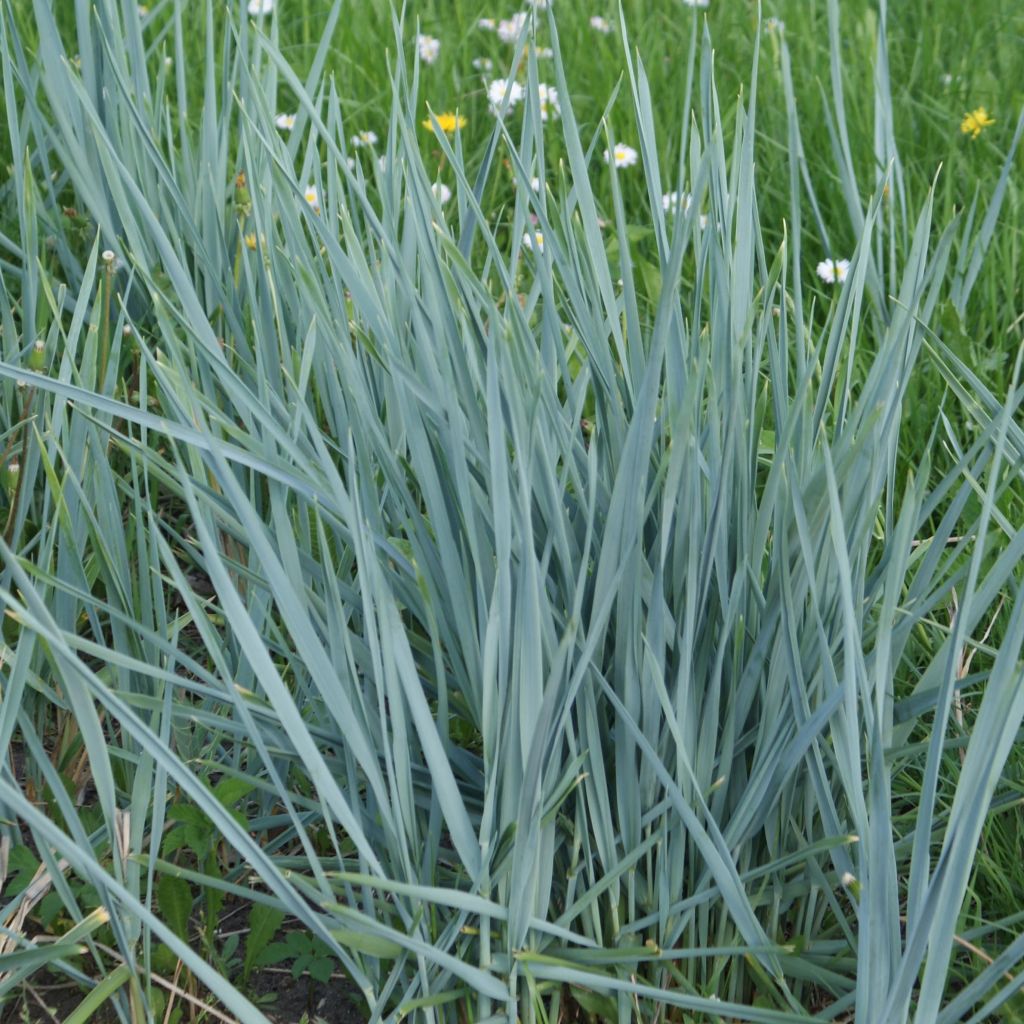 Elymus magellanicus