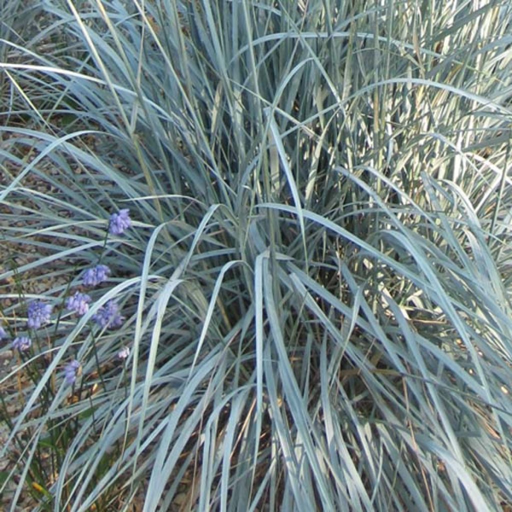 Elymus magellanicus