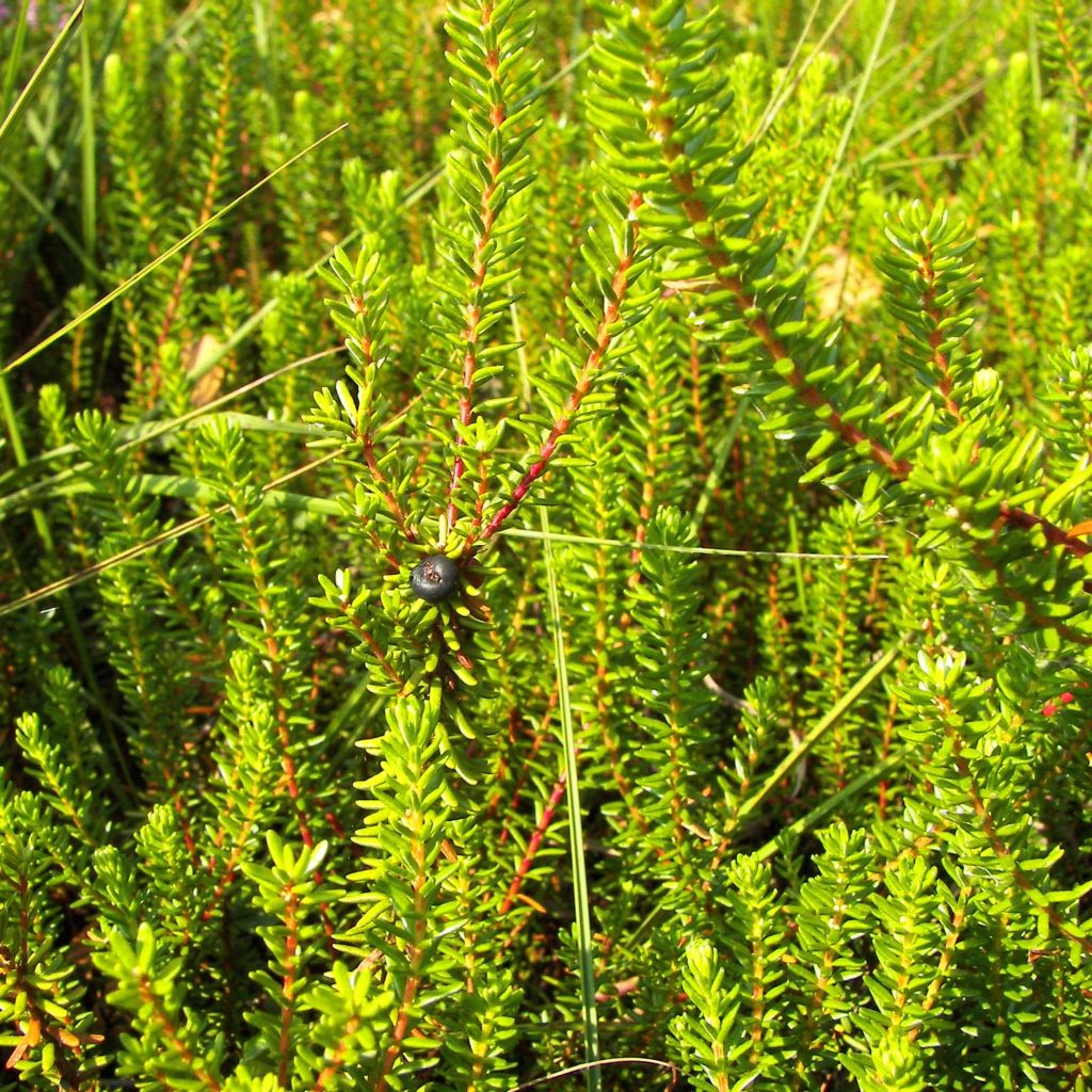 Empetrum nigrum