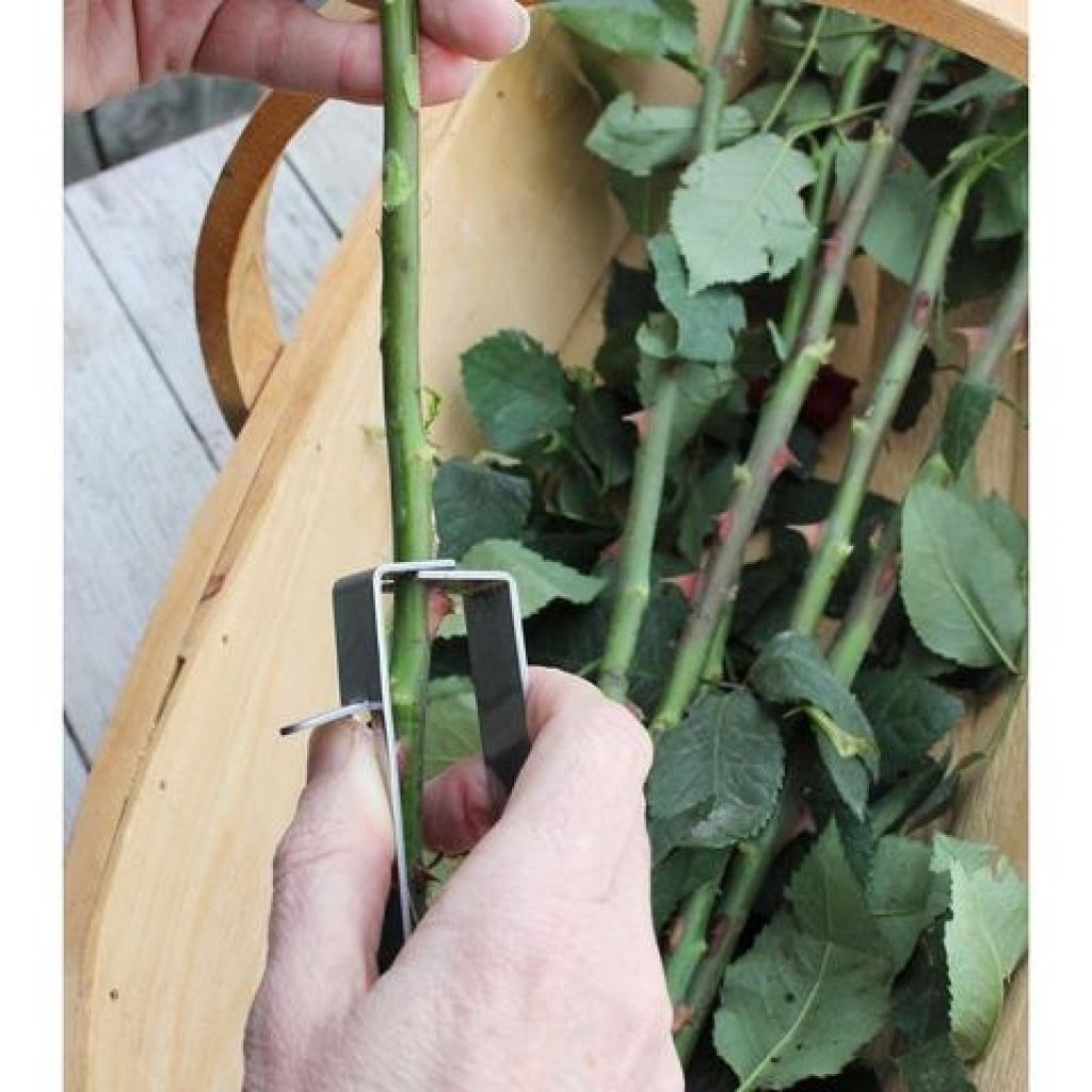 Stainless steel thorn remover for roses by Burgon & Ball