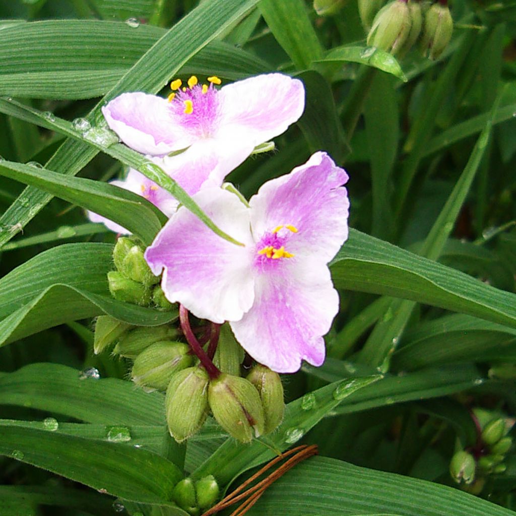 Tradescantia Pink Chablis - Spiderwort