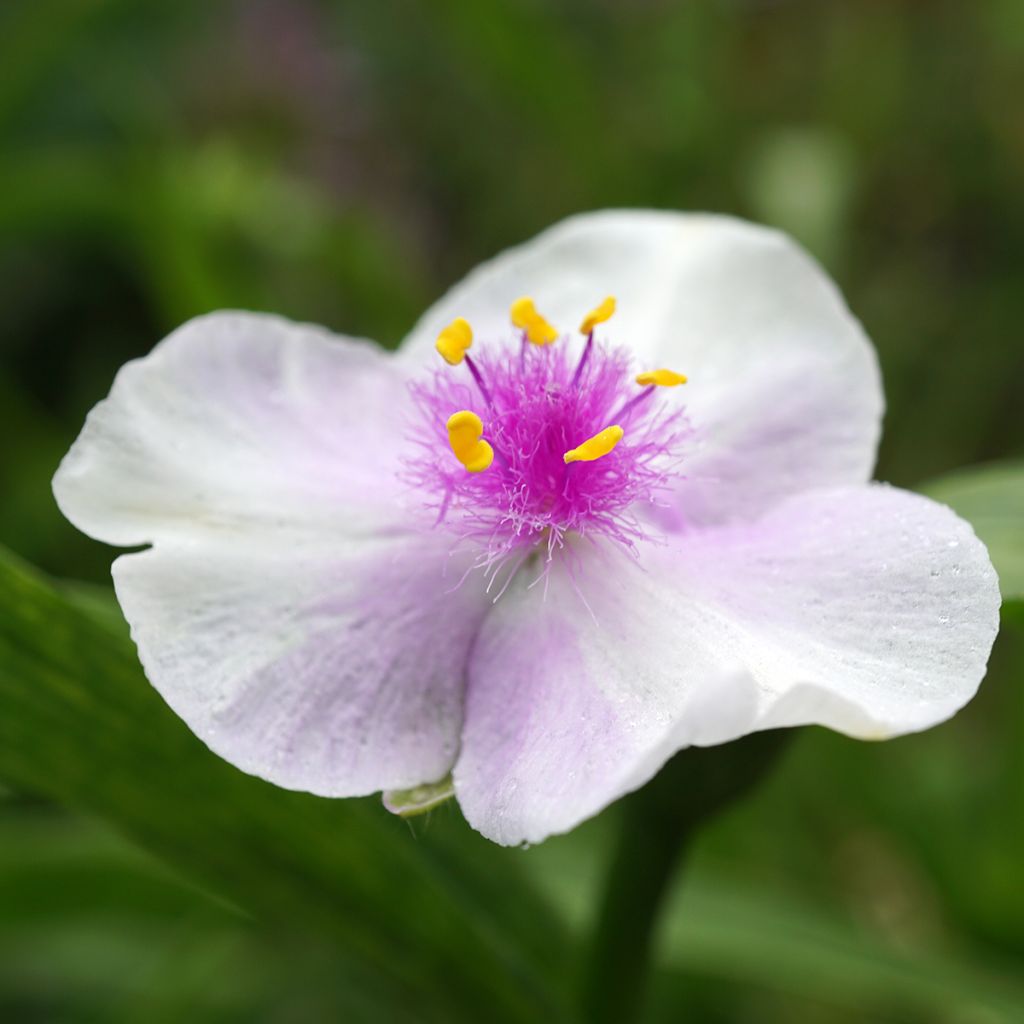 Tradescantia Pink Chablis - Spiderwort