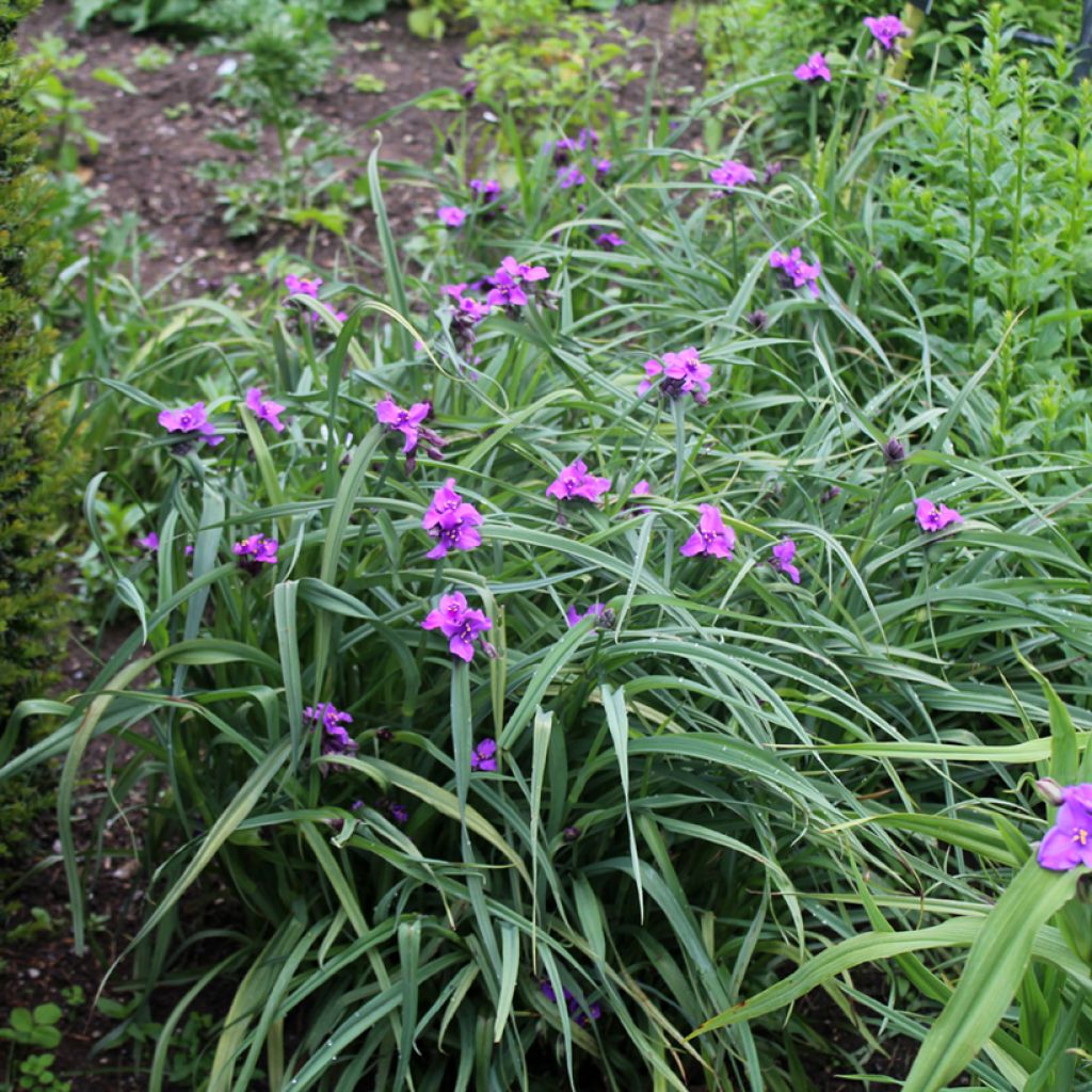Tradescantia x andersoniana Concord Grape