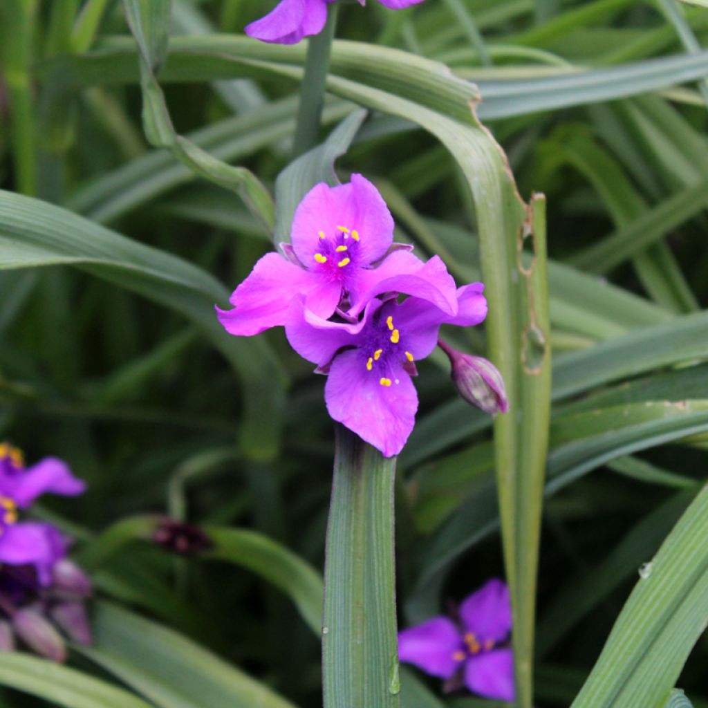 Tradescantia x andersoniana Concord Grape