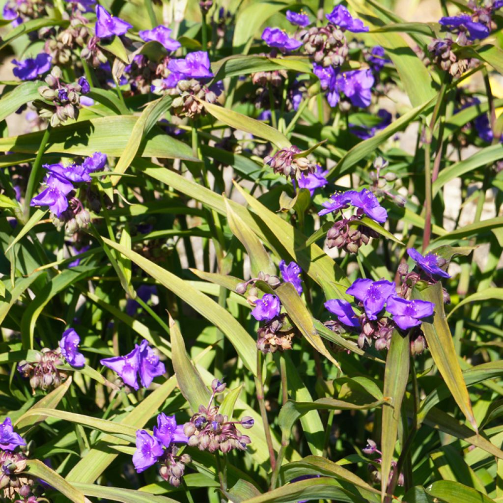 Tradescantia x andersoniana Concord Grape