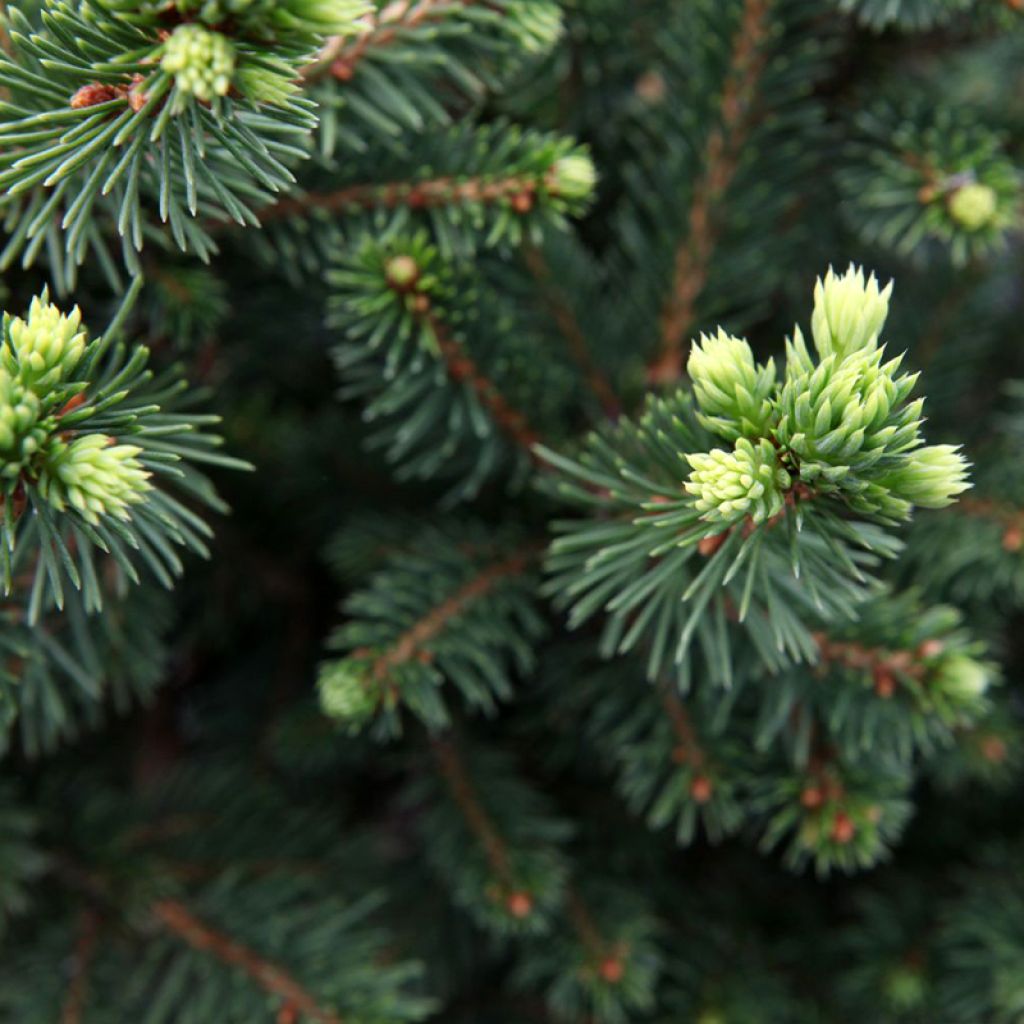Picea abies Will's Zwerg