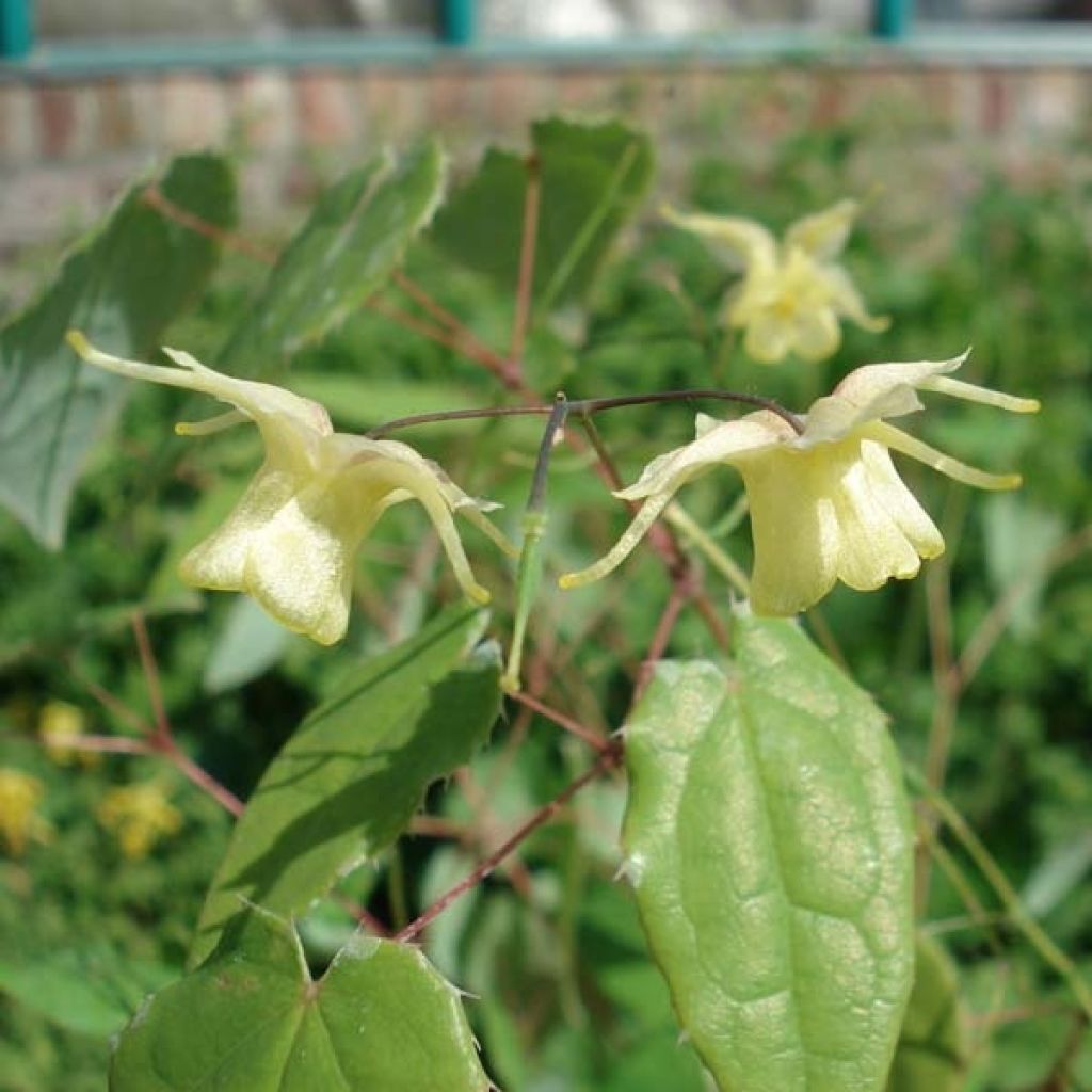 Epimedium Flowers of Sulphur - Barrenwort
