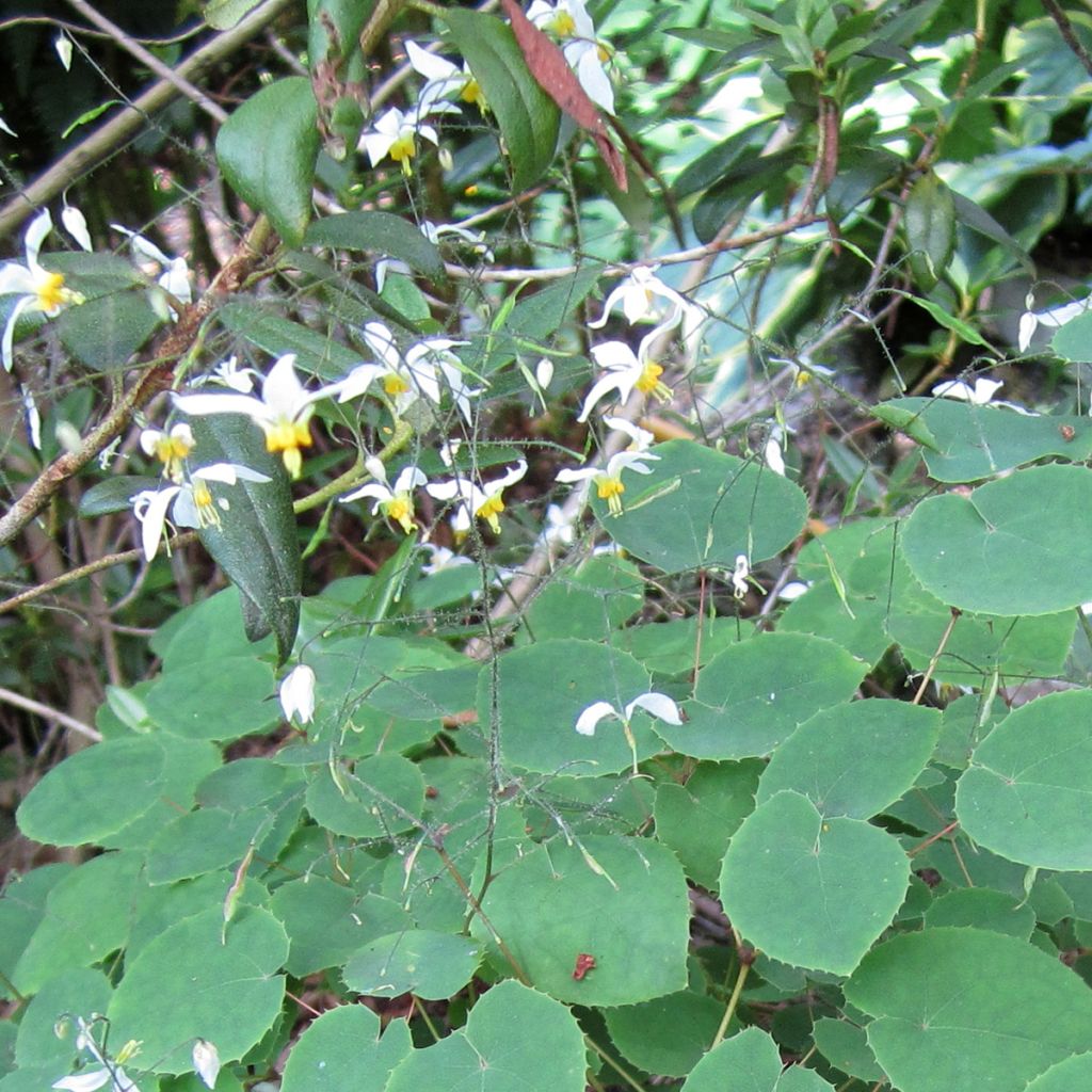 Epimedium brevicornu f. rotundatum - Barrenwort