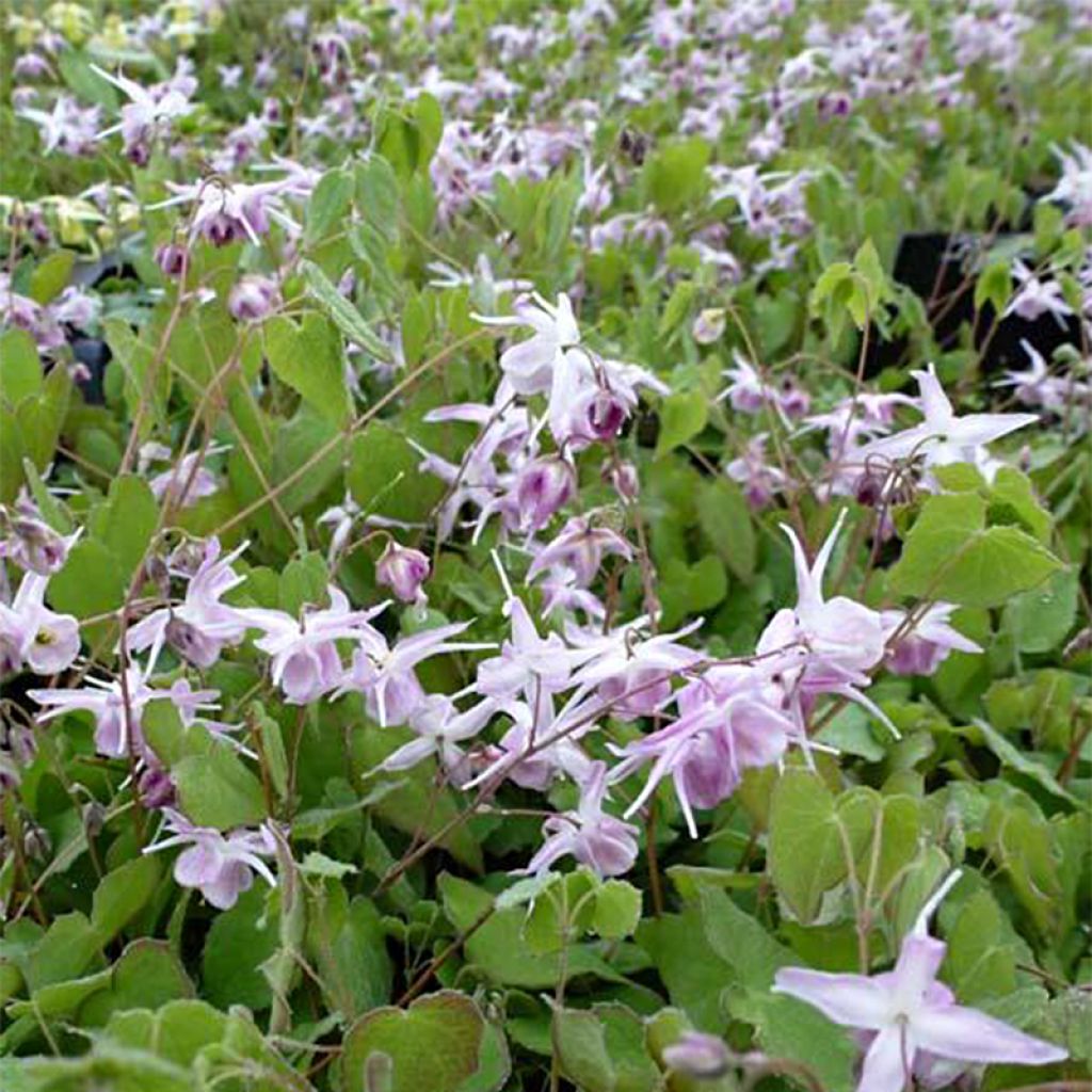 Epimedium grandiflorum Akebono - Fairy Wings