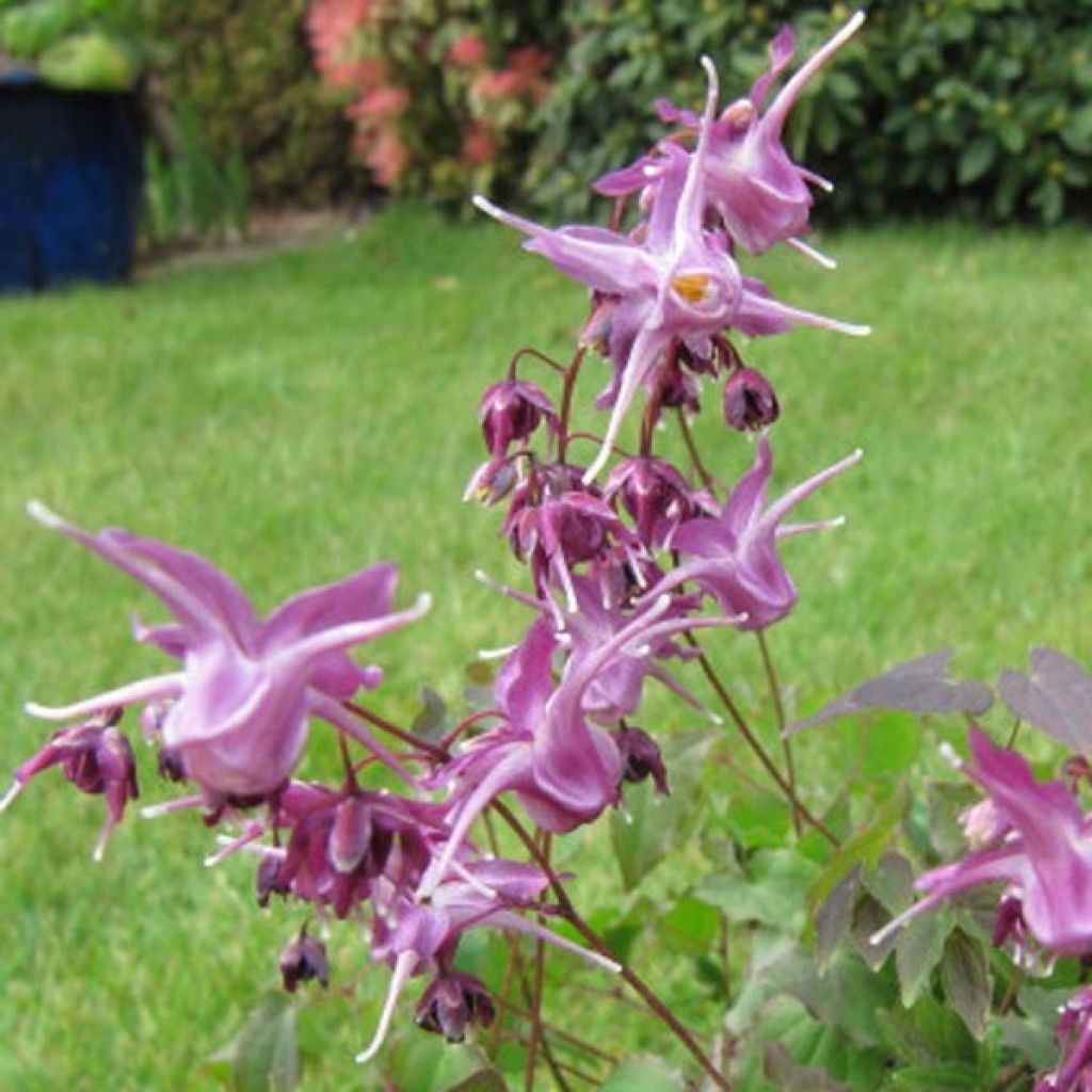 Epimedium grandiflorum Lilafee - Fairy Wings