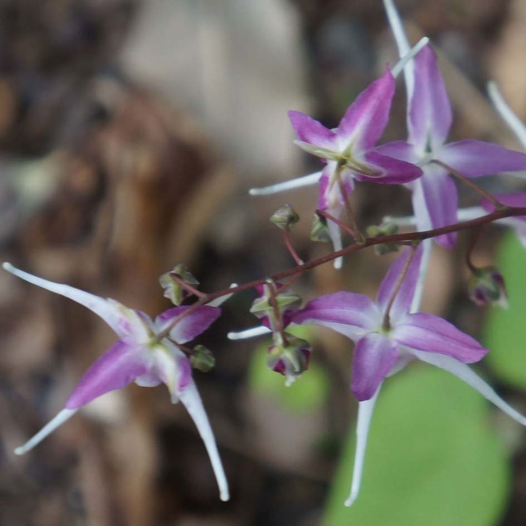 Epimedium grandiflorum Purple Pixie - Fairy Wings