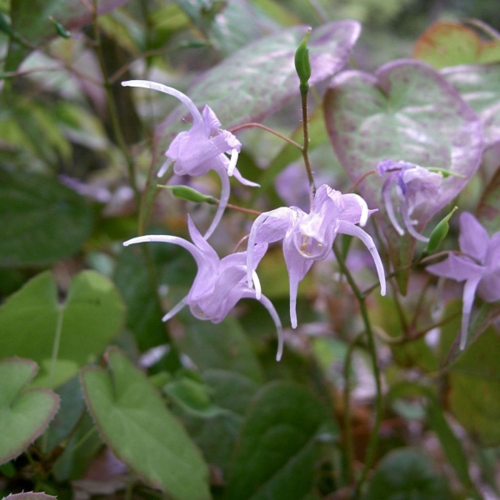 Epimedium grandiflorum - Fairy Wings