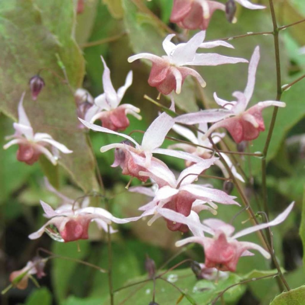 Epimedium Pink Elf - Barrenwort