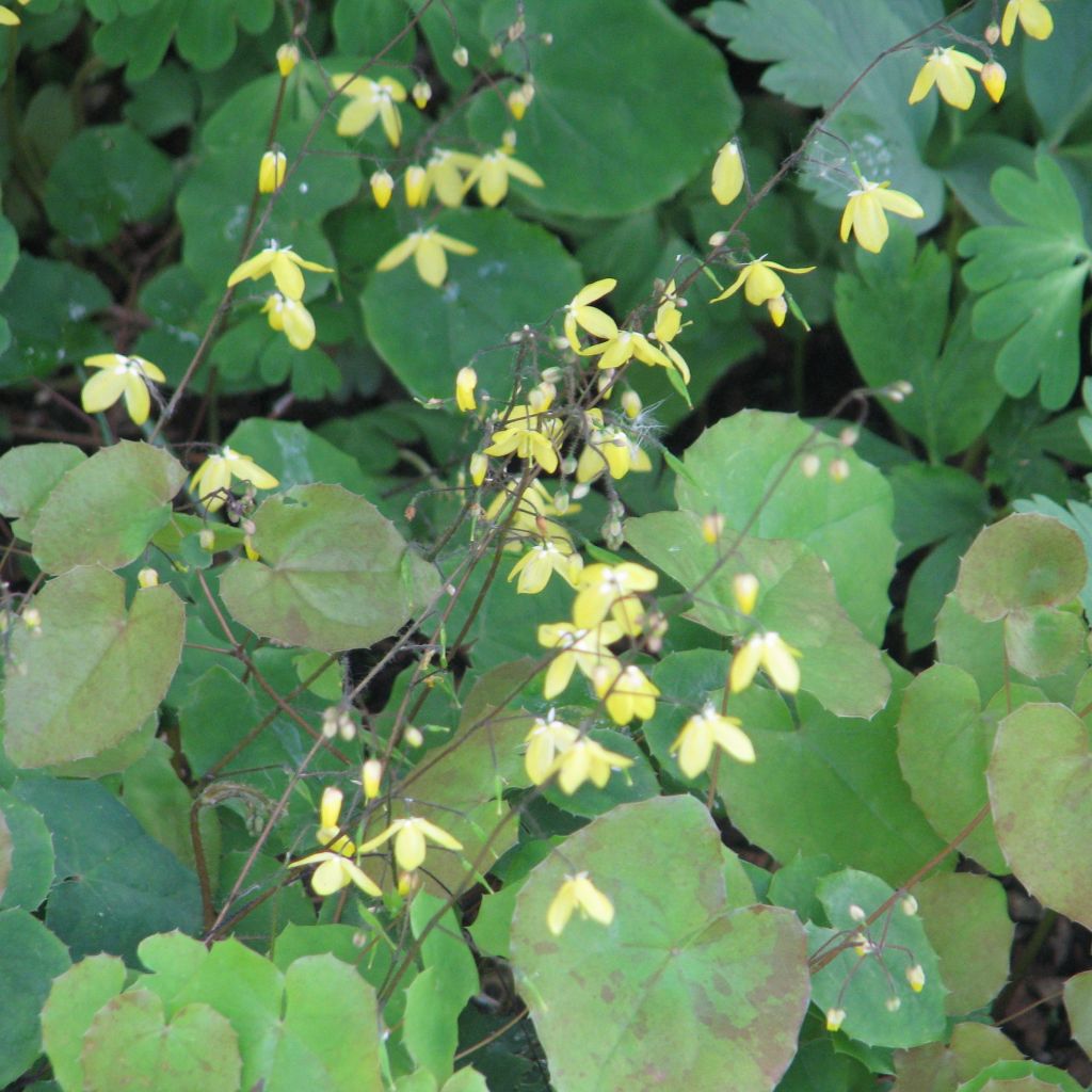 Epimedium platypetalum - Barrenwort