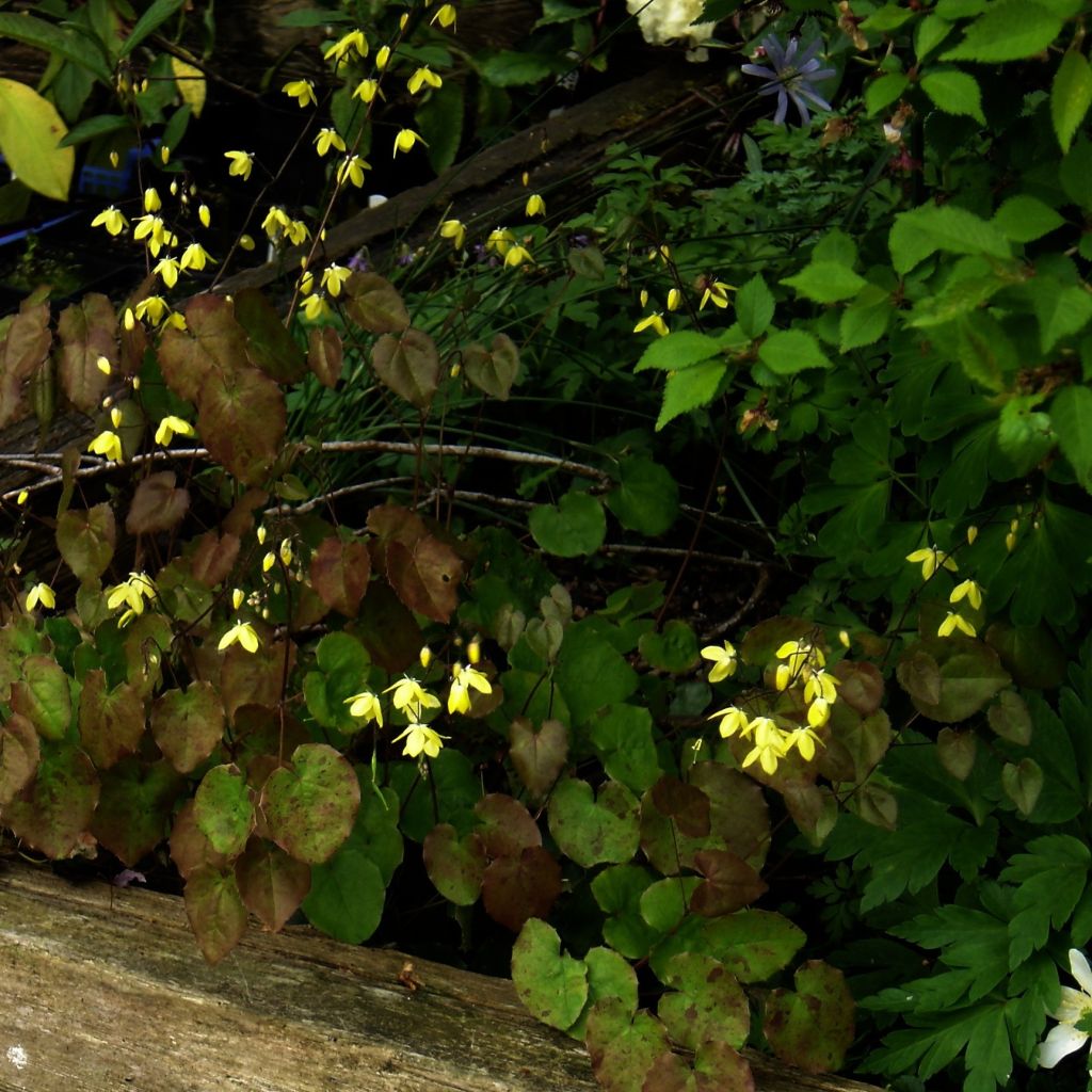 Epimedium platypetalum - Barrenwort