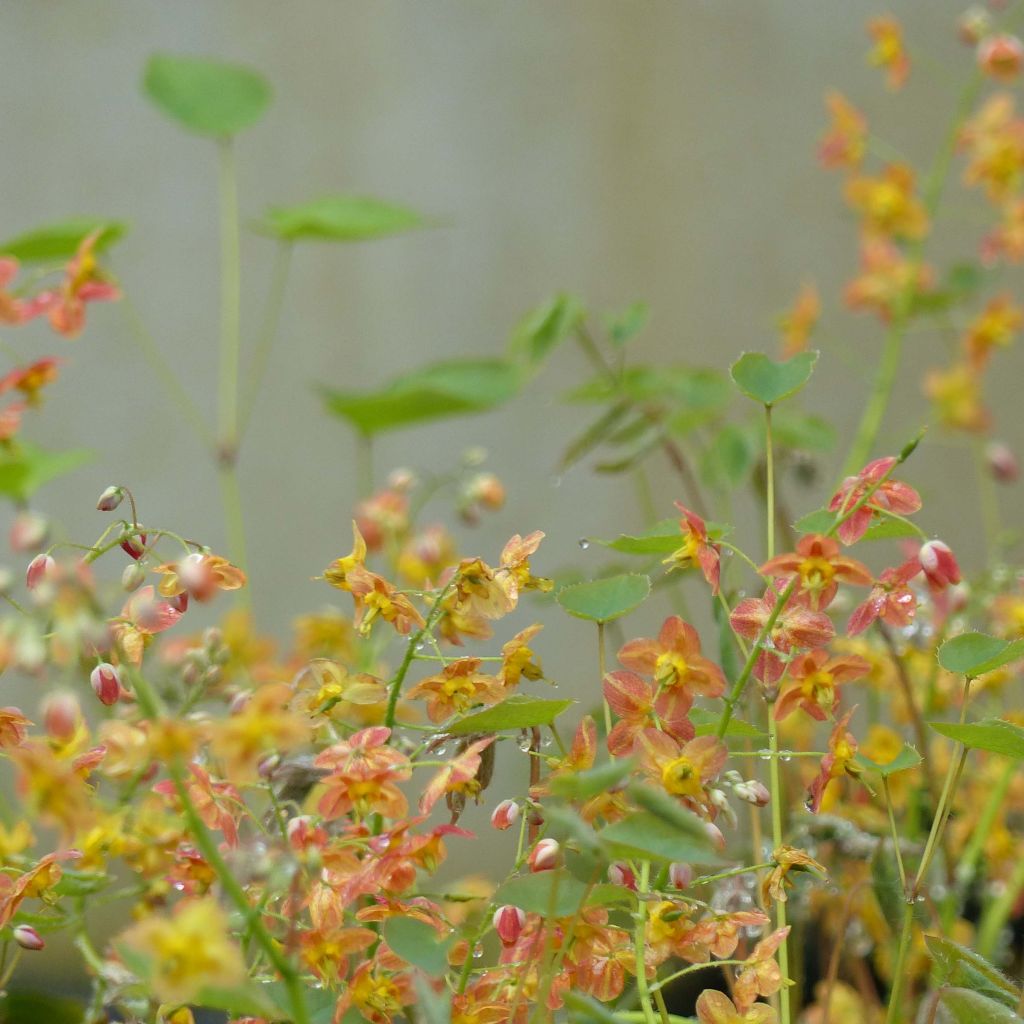 Epimedium pubigerum Orangekönigin - Barrenwort