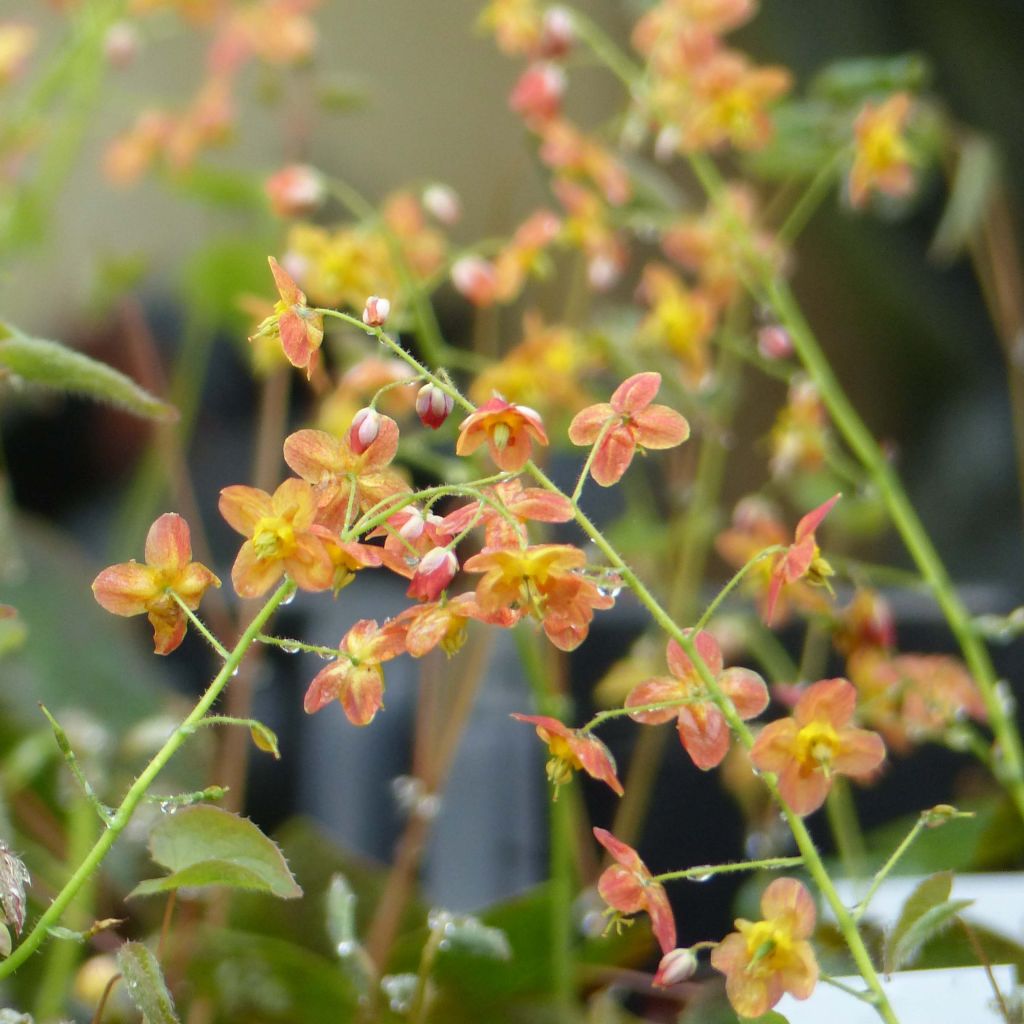 Epimedium pubigerum Orangekönigin - Barrenwort