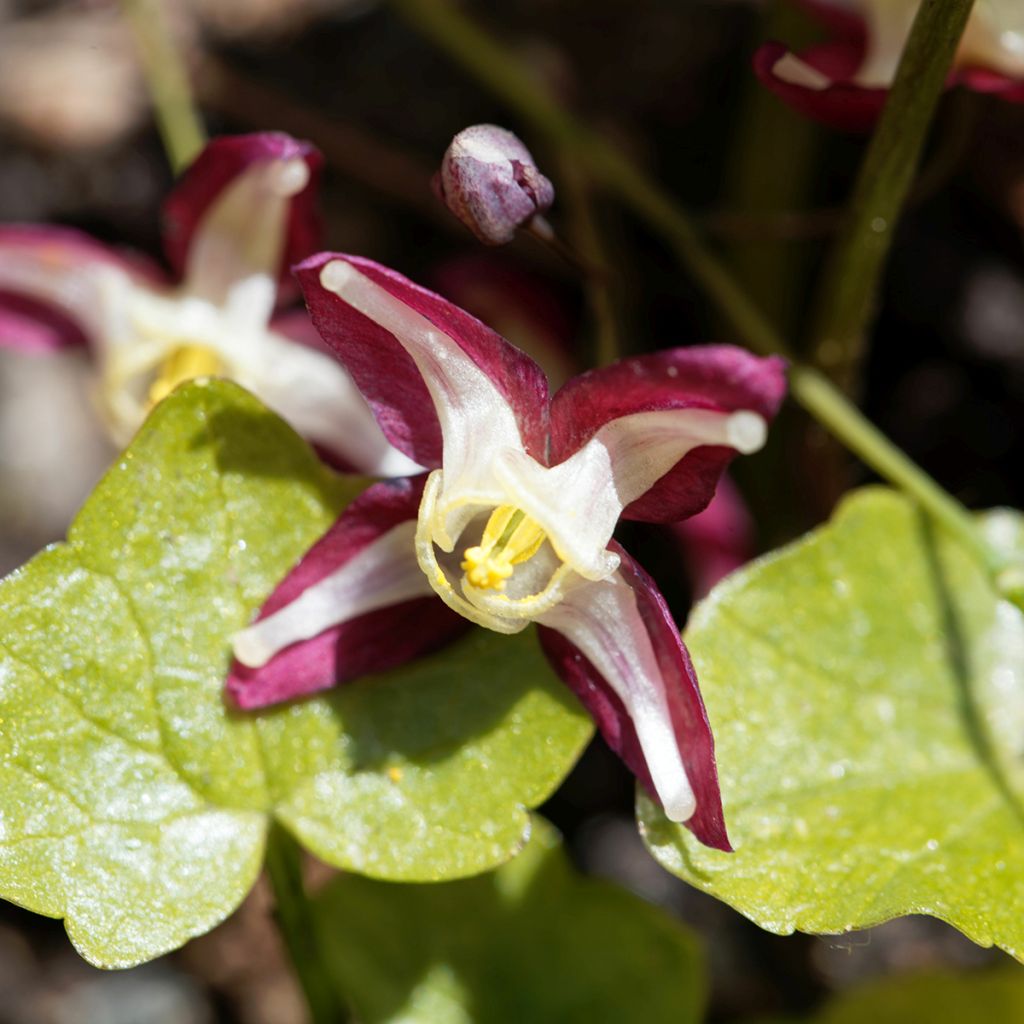 Epimedium x rubrum - Barrenwort