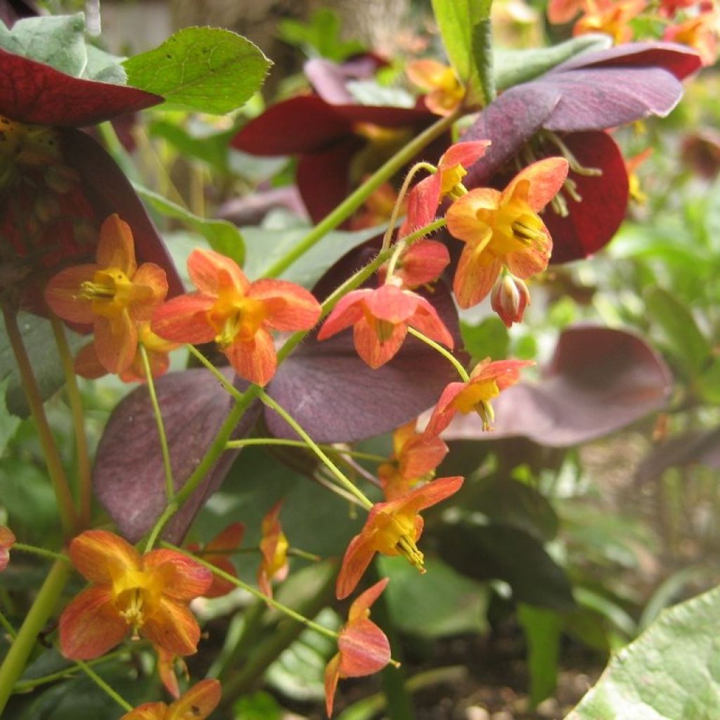 Epimedium x warleyense - Barrenwort