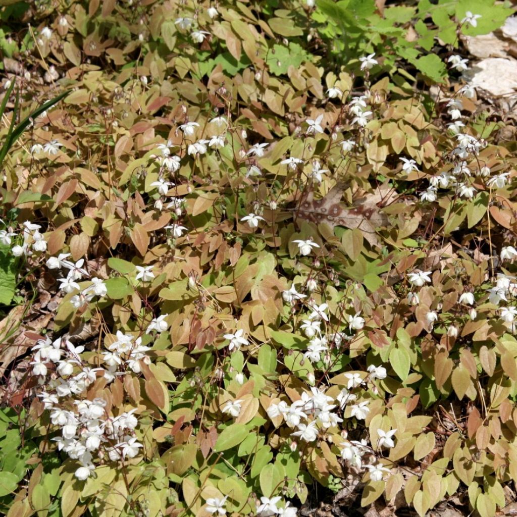 Epimedium x youngianum Niveum - Barrenwort