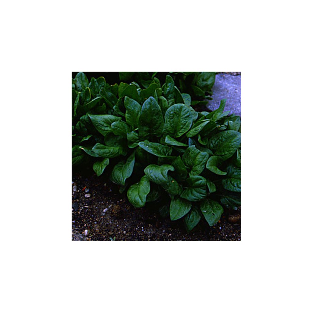 Spinach Matador Organic - Viking Spinach