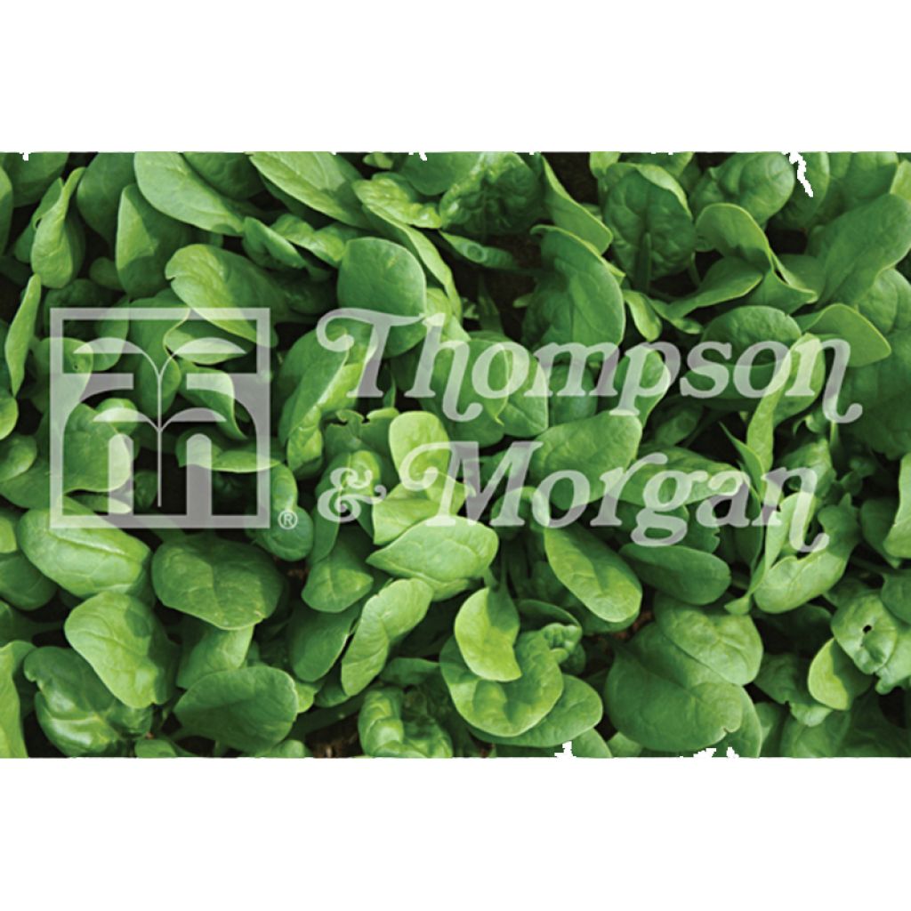 Spinach Amazon F1