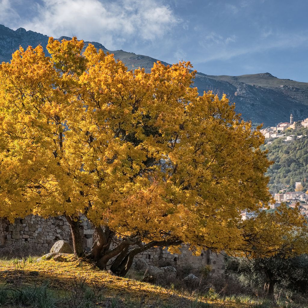 Acer monspessulanum