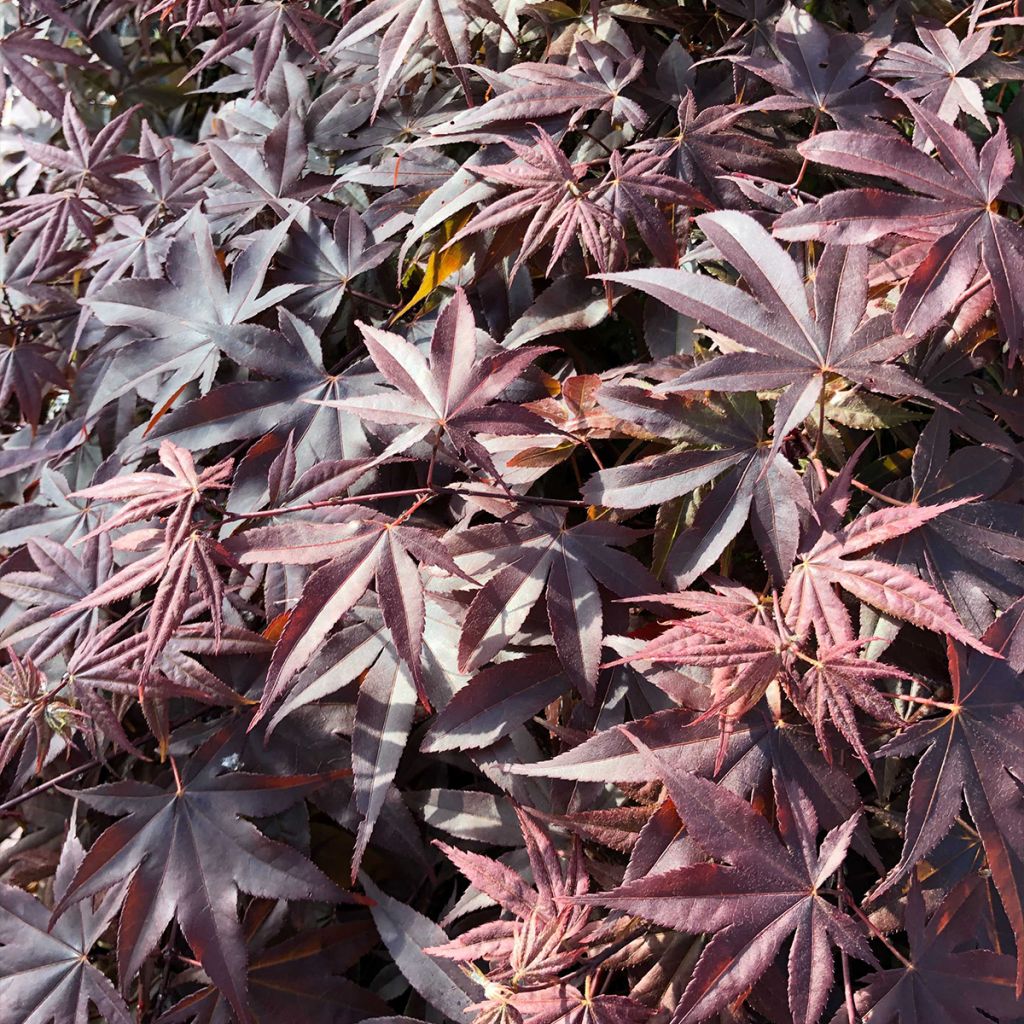 Acer palmatum Bloodgood - Japanese Maple
