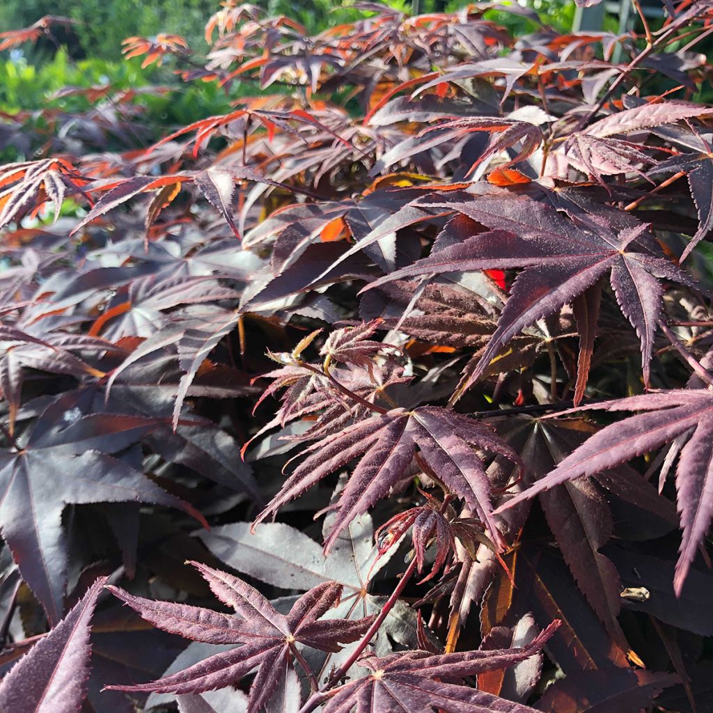Acer palmatum Bloodgood - Japanese Maple