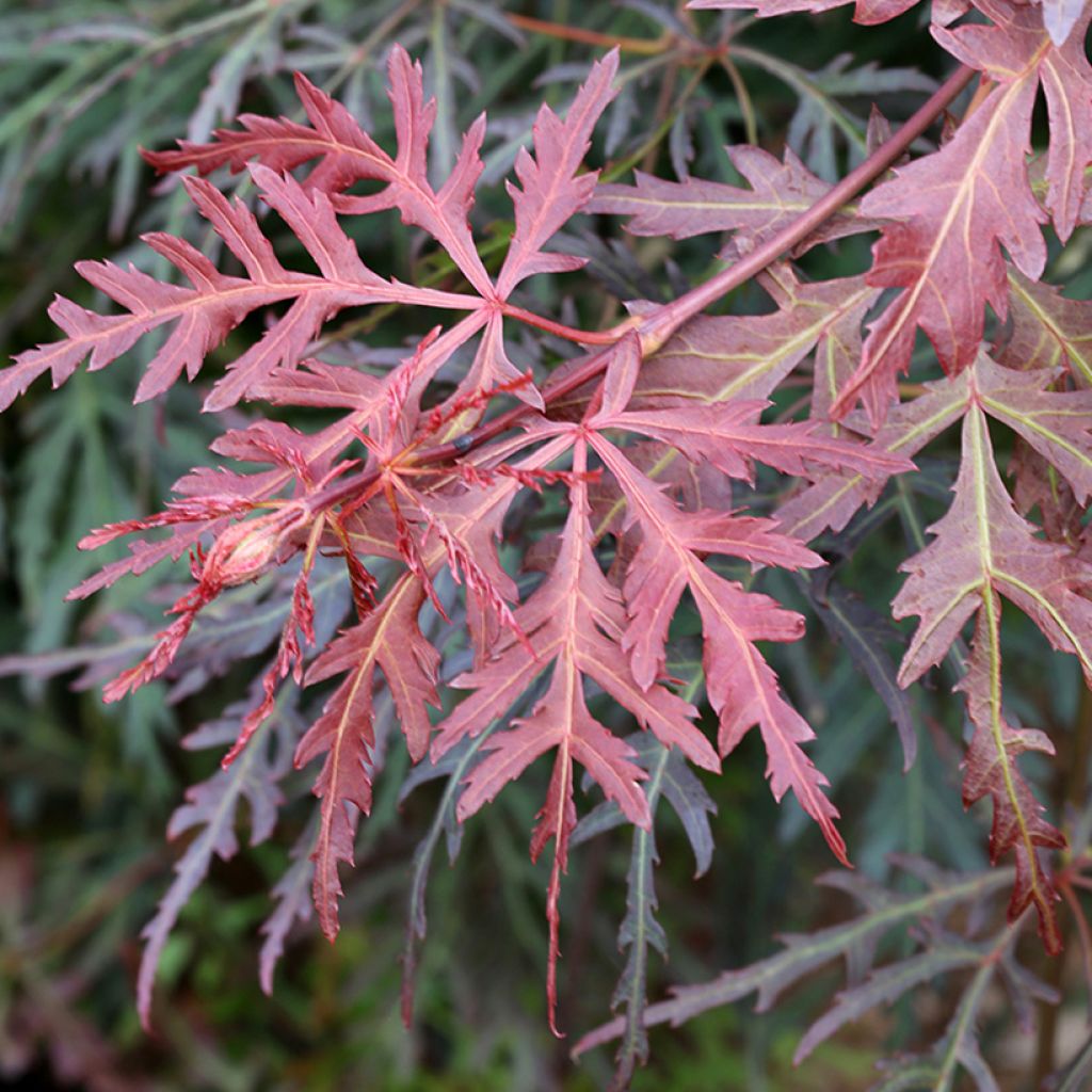 Acer palmatum Orangeola - Japanese Maple