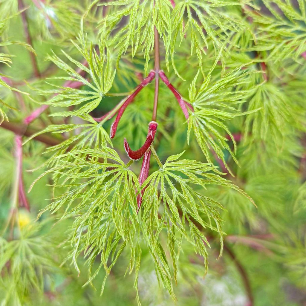 Acer palmatum var. dissectum Emerald Lace - Japanese Maple