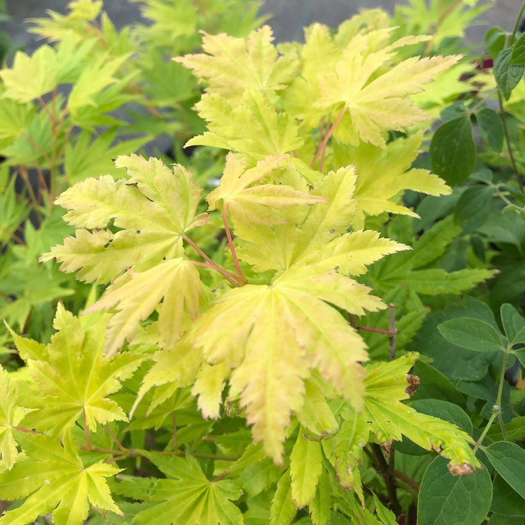 Acer palmatum Summer Gold - Japanese Maple