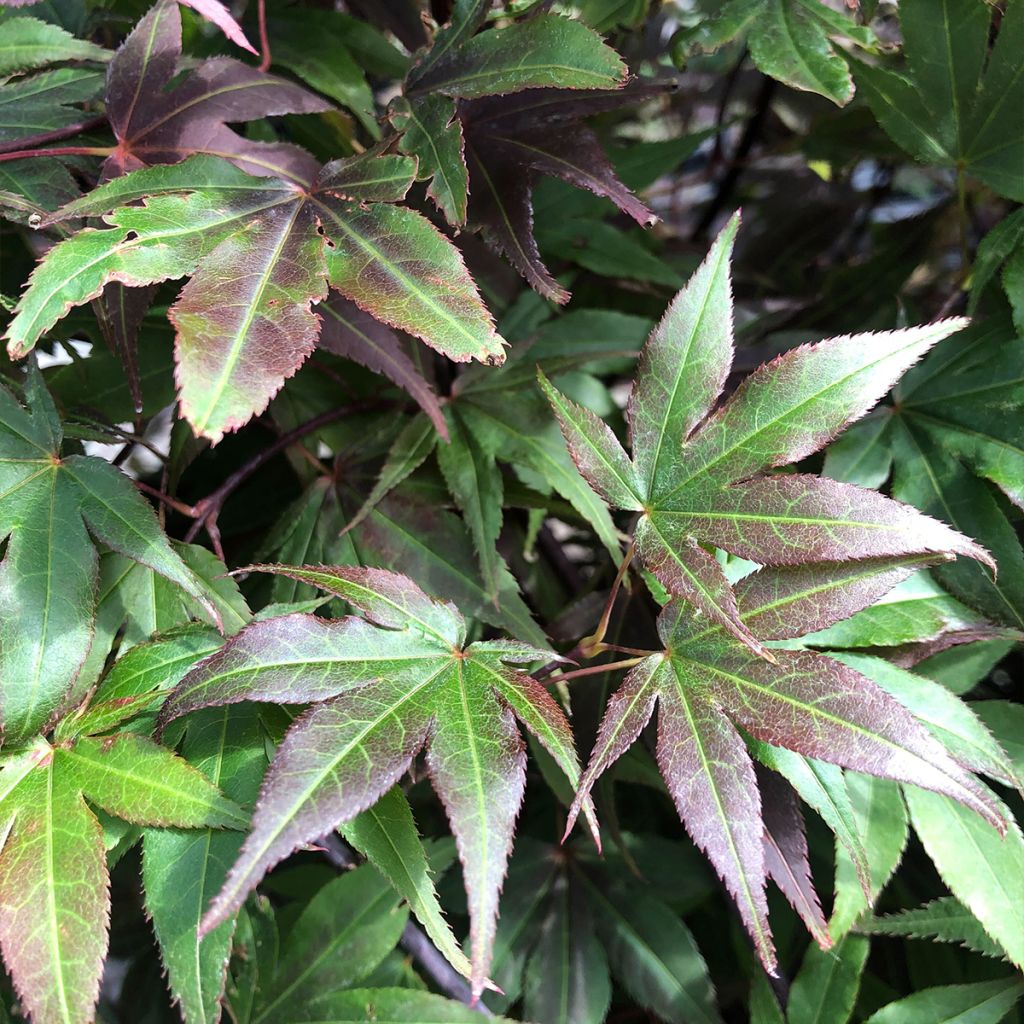 Acer palmatum Atropurpureum - Japanese Maple