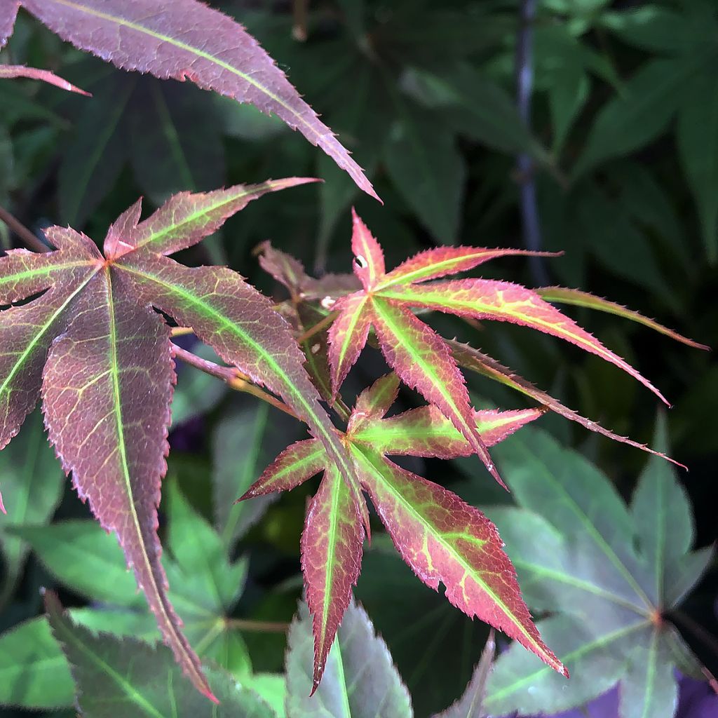 Acer palmatum Atropurpureum - Japanese Maple