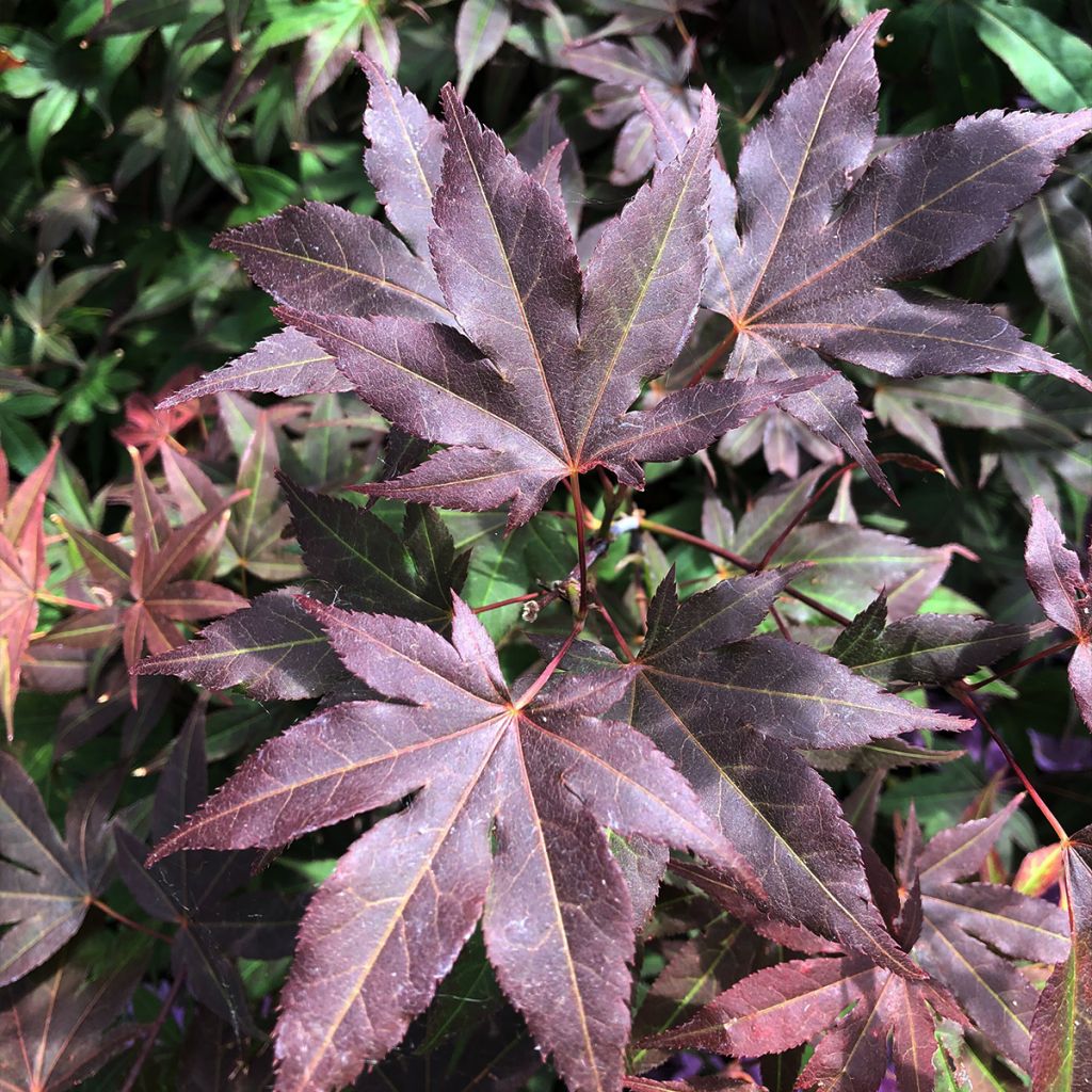 Acer palmatum Atropurpureum - Japanese Maple
